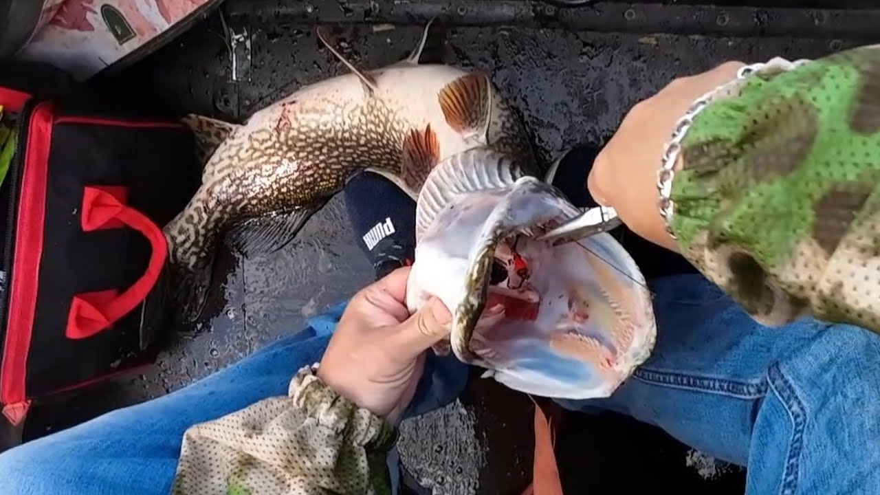 ЭТА БЛЕСНА ЛОВИТ  #рыбалка #щука #спиннинг #fishing #pike #pikefishing