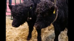 Галловейская порода КРС мясного направления