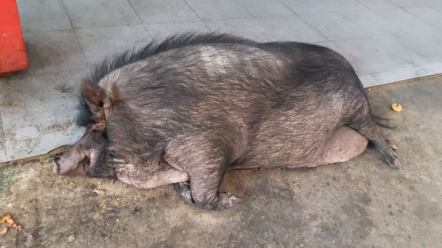 Нежданьчик в Бангкоке или Боров спит