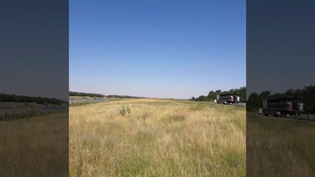 Подсолнух#Пчёлы#Лето смотреть онлайн