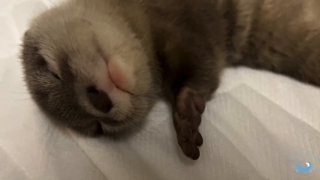 Otter Tororo 1 Year Growth Special Story смотреть онлайн