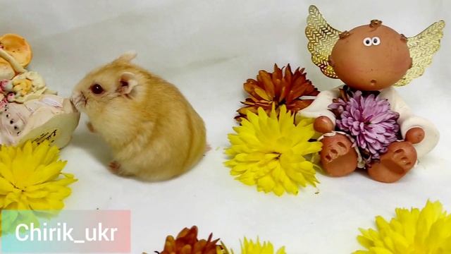 Джунгарик Мандарин (гибридный окрас)