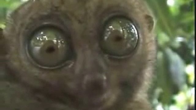 THE DRAMATIC FREAKING SCARY LEMUR!!!! смотреть онлайн