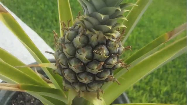 Pineapple Growing Time Lapse