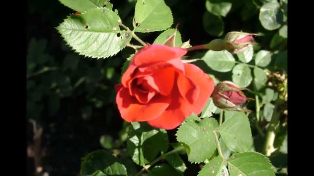 Помнишь девочка, гуляли мы в саду смотреть онлайн