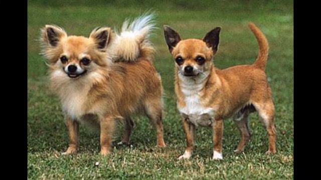 The Mesoamerican Origins of the Chihuahua~ History from Home смотреть онлайн