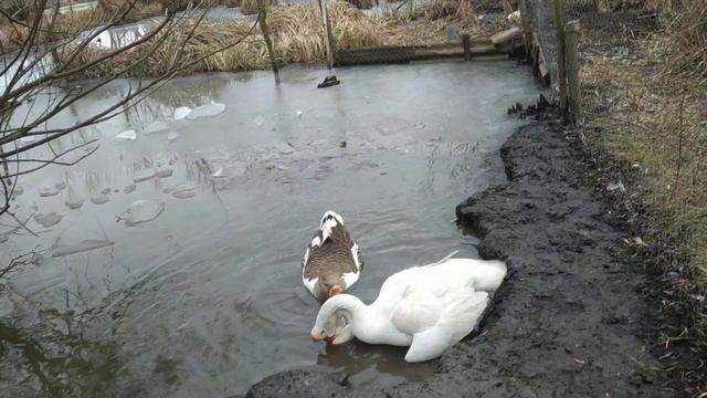 Как понять что гуска несётся??/ Спаривание ХОЛМОГОРСКИХ ГУСЕЙ смотреть онлайн