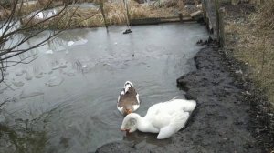 Как понять что гуска несётся??/ Спаривание ХОЛМОГОРСКИХ ГУСЕЙ