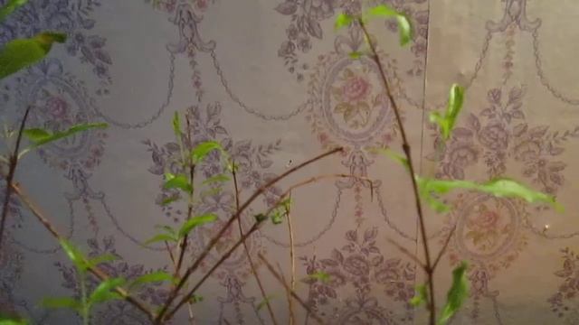 Карликовый комнатный гранат чувствует приближение весны ! смотреть онлайн