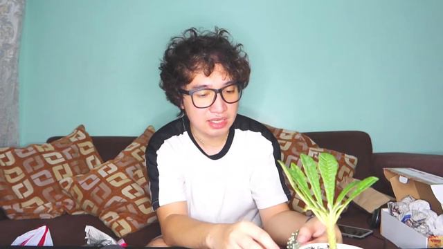 Plant Haul 2 - Another Alocasia for my collection, syempre di pwedeng walang Cactus and Succulent смотреть онлайн