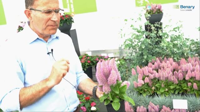 Jean Besette presents Ptilotus Joey® смотреть онлайн