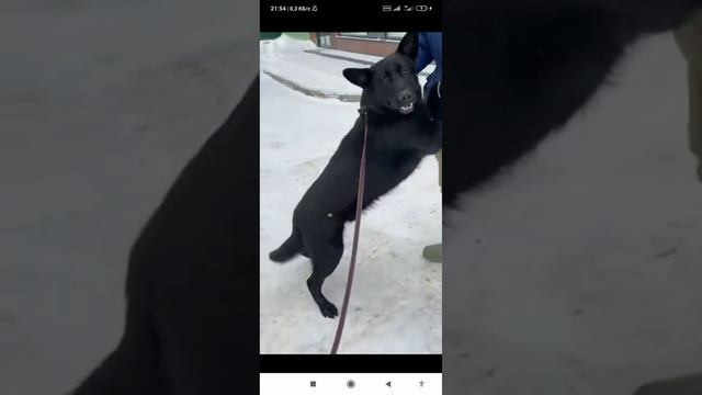 Отказник. Немец. Сдан в муниципальный приют хозяевами. #волонтеры #rescue #бездомныйщенок #дюран