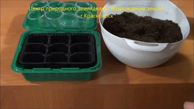 Китайская астра Хризантелла. Часть 1. Посев семян.