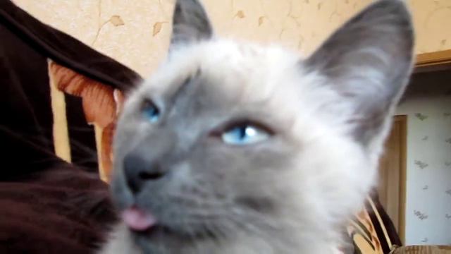 Котенок показывает язык