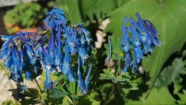 Синяя Хохлатка 