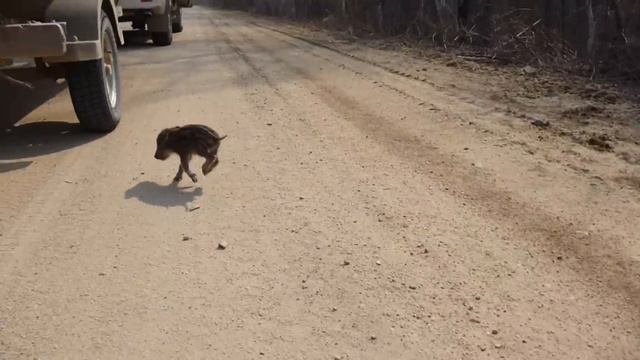 Кабан напал на рыбаков смотреть онлайн