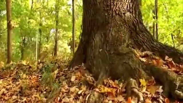 НИНА ПАРАКА - ТОНКАЯ РЯБИНА смотреть онлайн