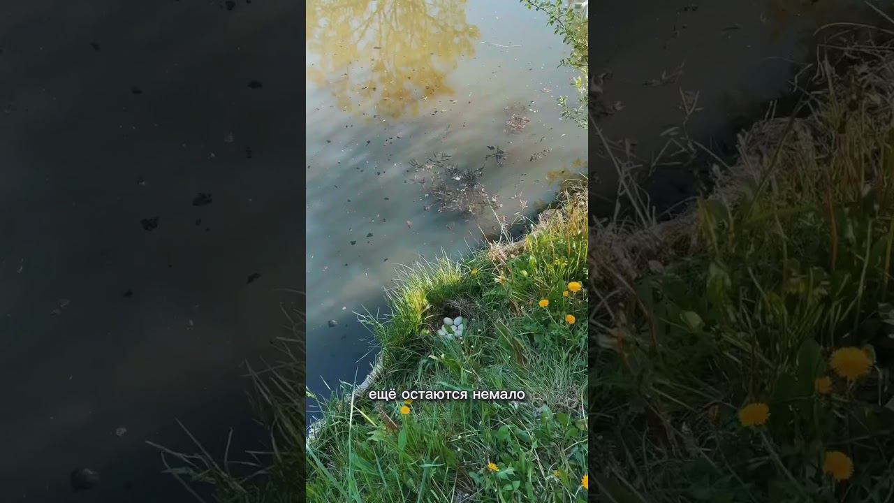 Гомель по-прежнему подтоплен весенним паводком смотреть онлайн