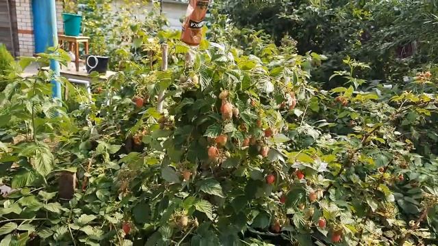 Малина Патриция смотреть онлайн