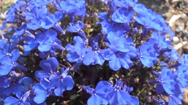 Lobelia: Lobelia erinus (www.riomoros.com) смотреть онлайн