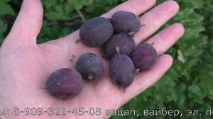 ГАЛАТЕЯ медово сладкиий сорт крыжовника