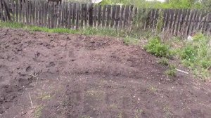 Особенности посадки рассады в открытый грунт. Притенение ветками рассады.