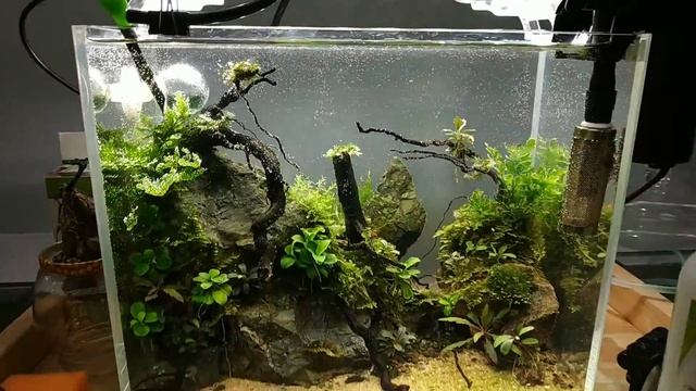 Удобрения для аквариумных растений. Что же лить? Зачем? Сколько? смотреть онлайн