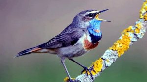 Голоса птиц Пение Варакушки (Luscinia svecica)