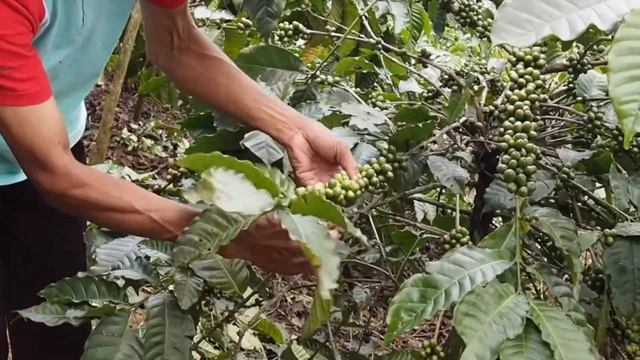 JAVA ROBUSTA BOGOR смотреть онлайн