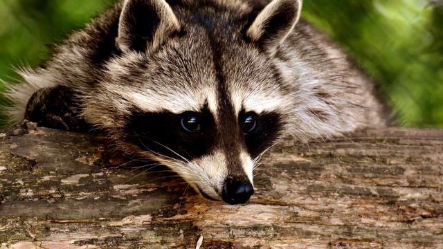 Дикая природа смотреть онлайн