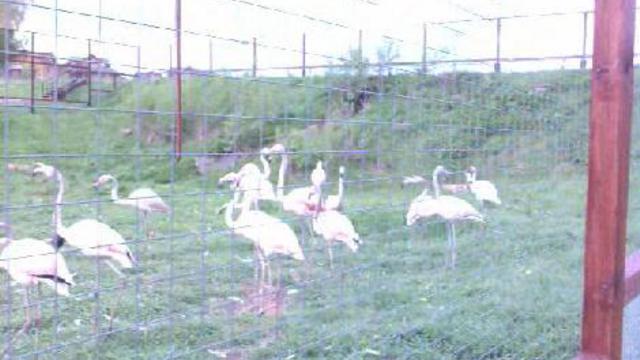 Фламинго смотреть онлайн