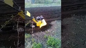 Мотокультиватор Целина 404 в работе.