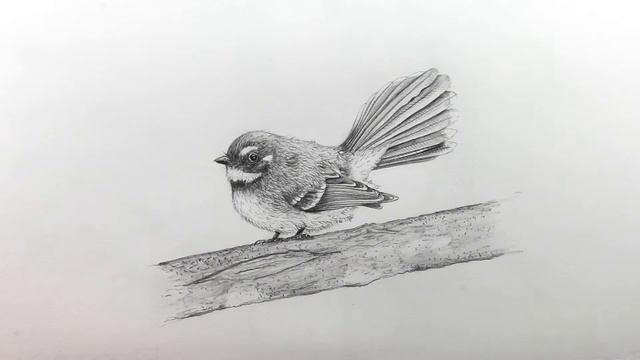 How to draw a realistic fantail using pencil - Intro смотреть онлайн