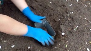 Посадка мяты