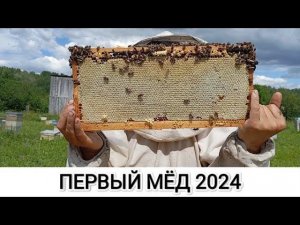 ВЕСЬ ПРОЦЕСС ОТКАЧКИ МЁДА! МЁД 2024