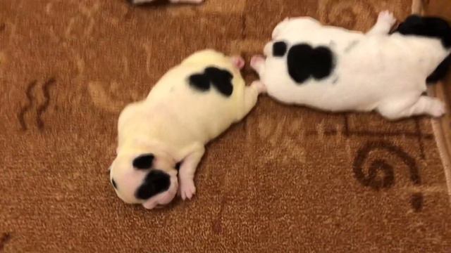 Французские бульдоги, которые ещё не знают что такое колбаса