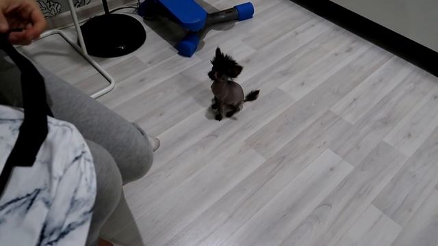 VLOG: Мы завели еще одну собаку??? смотреть онлайн