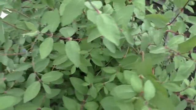 Жимолость первая ягода сибирского сада | Honeysuckle first berry Siberian garden смотреть онлайн