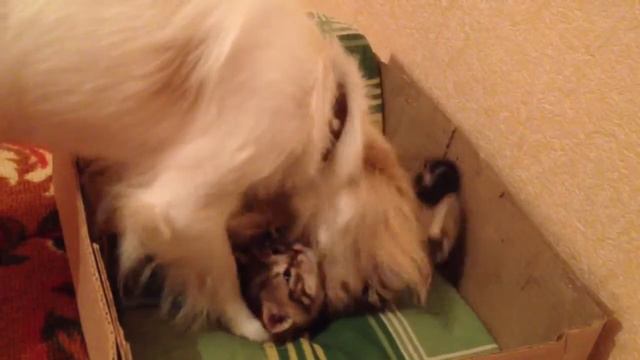 Собака вылизывает котенка))) смотреть онлайн