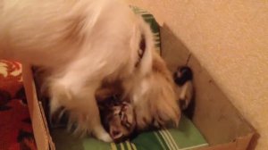 Собака вылизывает котенка)))