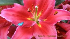 Лилия восточная Бакарди (lilium) ? восточная лилия Бакарди обзор: как сажать, луковицы лилии Бакард