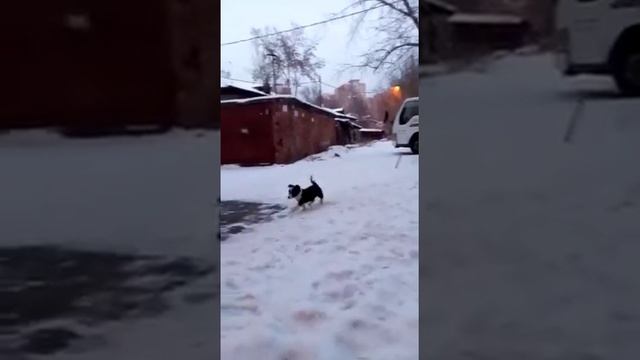 Почти что КОРГИ )) Щенок-девочка Мэри отдается в дар хорошему человеку! Иркутск. Декабрь 2020. смотреть онлайн
