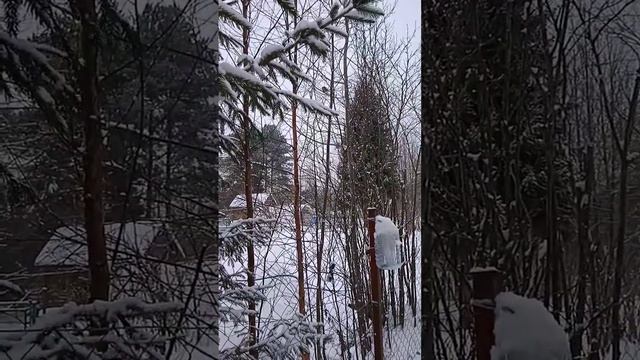 Кормлю птиц на кормушке. Дом у леса. смотреть онлайн