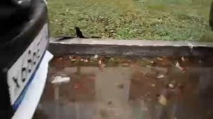 Передние брызговики Гард для Лада Х Рей