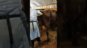 Ректальное исследование коров.