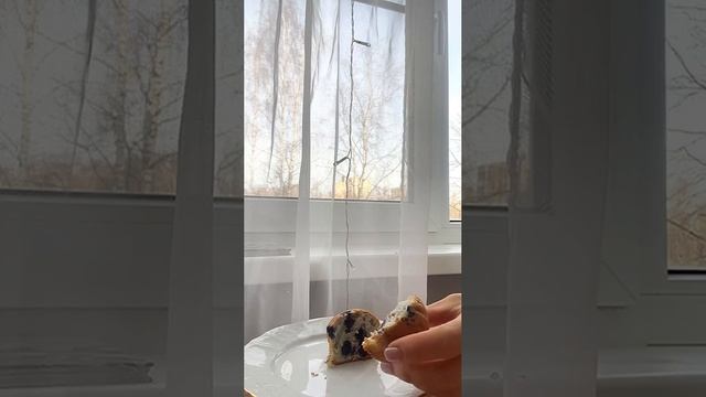 Маффины на завтрак всего за 25 минут