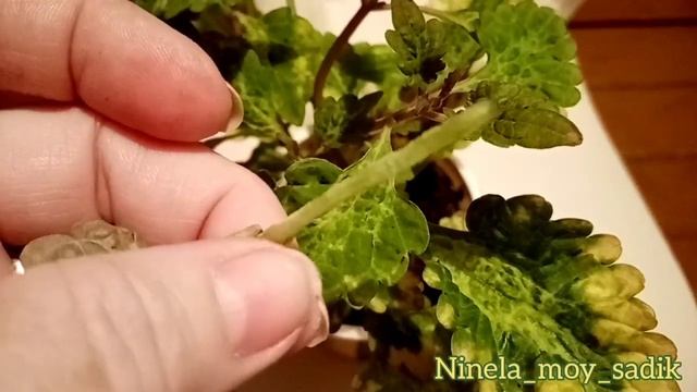 Мучнистая роса . Как бороться? смотреть онлайн