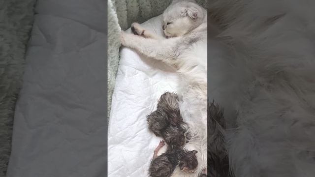 Мама кошка и новорожденные котята смотреть онлайн