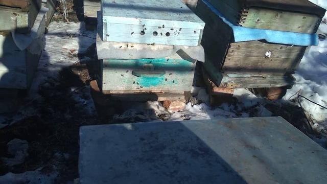 Первый очистительный облёт пчёл в феврале. смотреть онлайн