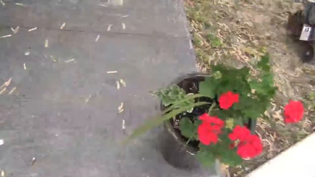 Greenhouse update 2 Tons of New Plants! смотреть онлайн